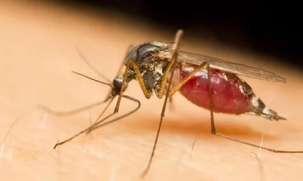Ghana confirms invasion of dangerous new mosquito breed