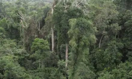 Abu Jinapor To Brief Ghanaians On State Of Forest Reserves May 2