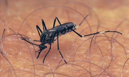 Ghana Confirms Invasion Of Dangerous New Mosquito Breed