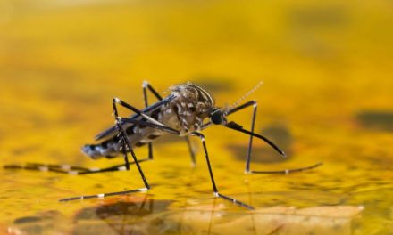 There’s No Evil Intent With Malaria Vaccine, New Mosquito Discovery – GHS