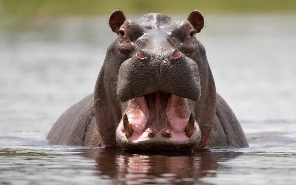 Baby Drowns, 23 Missing After Hippo Hits Boat In Malawi<span class="wtr-time-wrap after-title"><span class="wtr-time-number">1</span> min read</span>