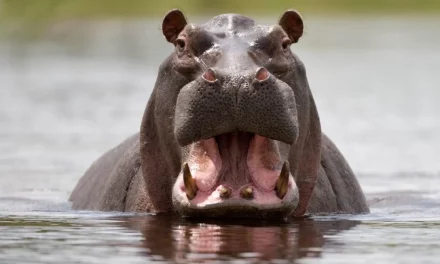 Baby Drowns, 23 Missing After Hippo Hits Boat In Malawi