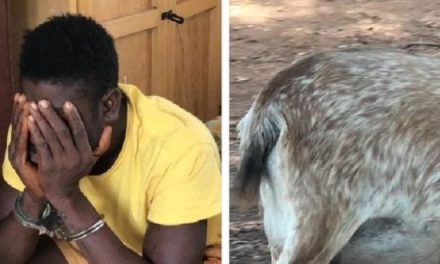 Nkwanta South: 23-Year-Old Arrested For Having Sex With A Goat