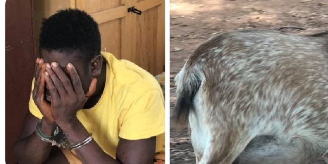 Nkwanta South: 23-Year-Old Arrested For Having Sex With A Goat<span class="wtr-time-wrap after-title"><span class="wtr-time-number">1</span> min read</span>