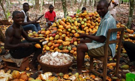 Restructuring Cocoa Bills: Local Banks Push For Favourable Terms