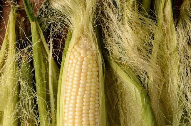 Can You Eat Corn Silk? 4 Health Benefits Of Corn Silk<span class="wtr-time-wrap after-title"><span class="wtr-time-number">5</span> min read</span>