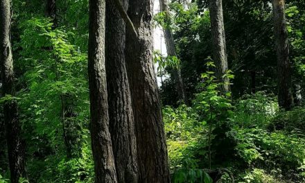 Singapore Firm To Invest US$30 Million In Ghana Forest Restoration Project