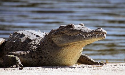 Crocodile Found To Have Made Herself Pregnant