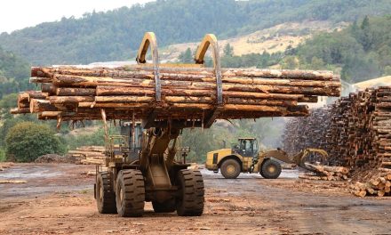 Ghana Earns €153.9m From Timber Export