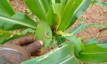 UE/R: Fall Armyworms Infestation Hits Three Farming Districts