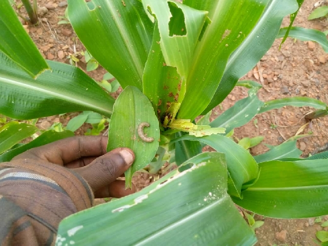 UE/R: Fall Armyworms Infestation Hits Three Farming Districts<span class="wtr-time-wrap after-title"><span class="wtr-time-number">2</span> min read</span>