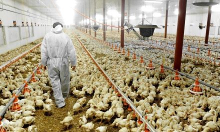 GH¢1.8m Bird Flu Compensation Can’t Be Accounted