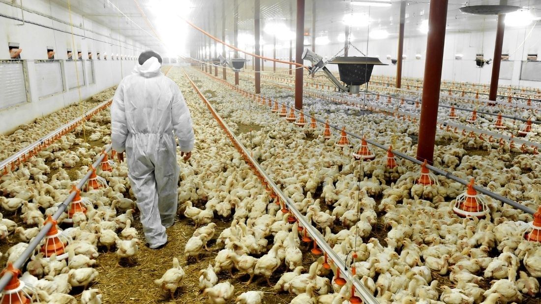 GH¢1.8m Bird Flu Compensation Can’t Be Accounted<span class="wtr-time-wrap after-title"><span class="wtr-time-number">1</span> min read</span>