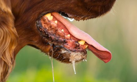 (VIDEO) These Signs Confirm Your Dog Has Rabies