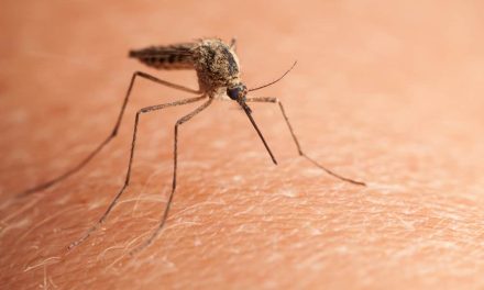 WHO To Declare Six African Countries Malaria-Free