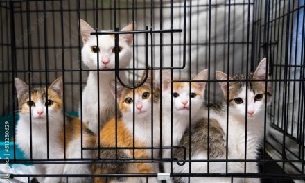 Cats Rescued From Slaughter For Meat In China