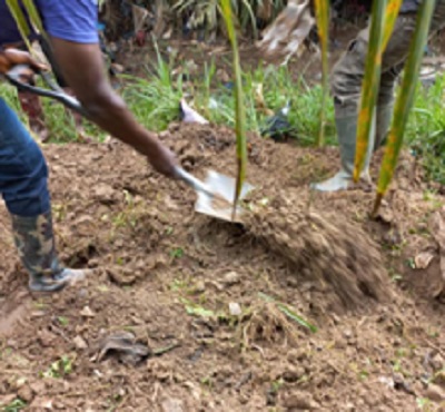 The dead body being buried