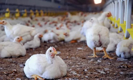 Influx Of Foreign Chicken Killing Ghana’s Poultry Market