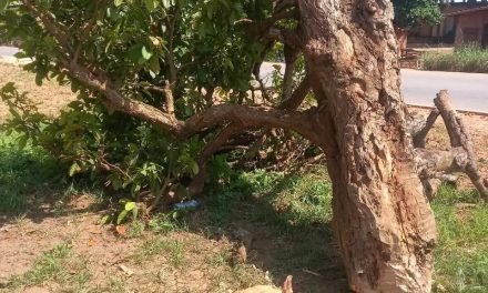 Okomfo Anokye’s Historic Cola Tree Cut Down By Unknown Person In Feyiase