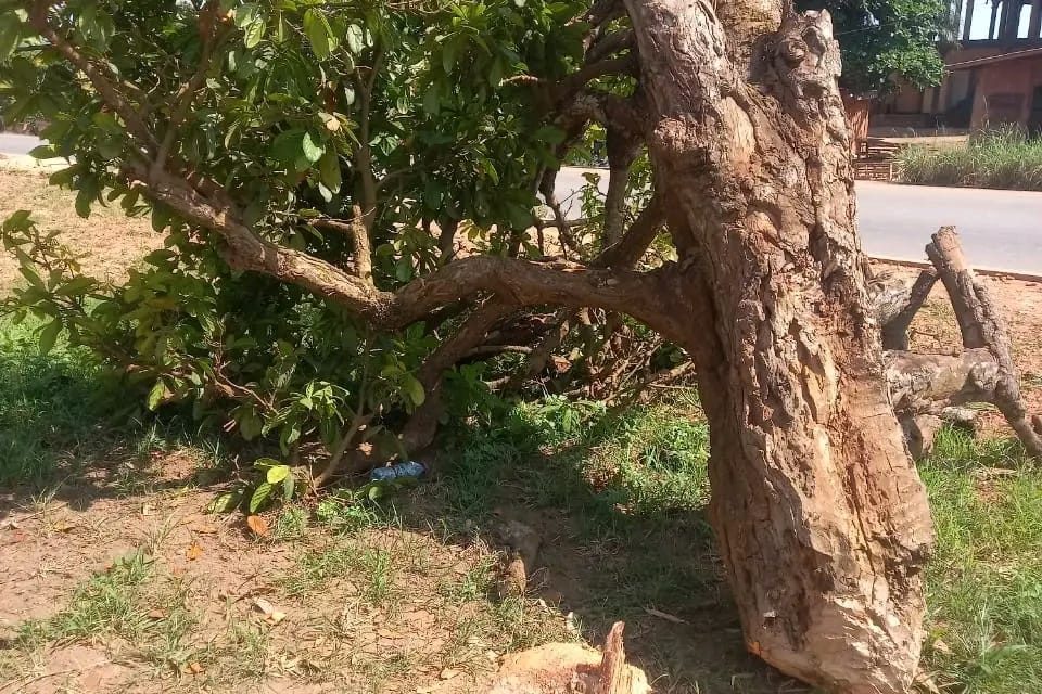 Okomfo Anokye’s Historic Cola Tree Cut Down By Unknown Person In Feyiase<span class="wtr-time-wrap after-title"><span class="wtr-time-number">1</span> min read</span>