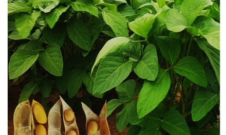 Soybean Variety ‘Toondana’ Set To Help Drive Soybean Cultivation In Ghana.