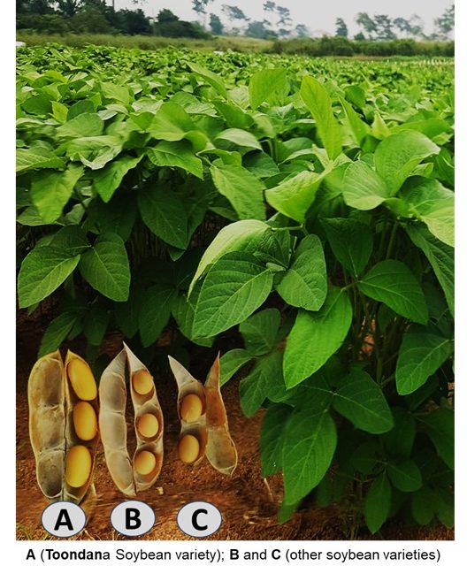 Soybean Variety ‘Toondana’ Set To Help Drive Soybean Cultivation In Ghana.<span class="wtr-time-wrap after-title"><span class="wtr-time-number">5</span> min read</span>