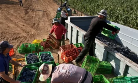 Kenya To Send 1,500 Farm Workers To Israel Amid Hamas War