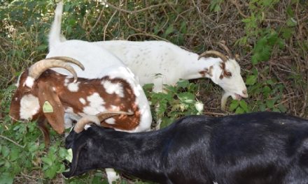 Ranch Owner To Lose ¢1m Investment Over No-Goats Taboo