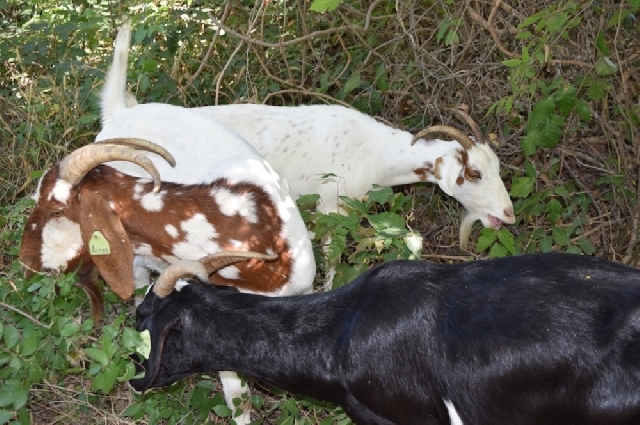 Ranch Owner To Lose ¢1m Investment Over No-Goats Taboo<span class="wtr-time-wrap after-title"><span class="wtr-time-number">2</span> min read</span>