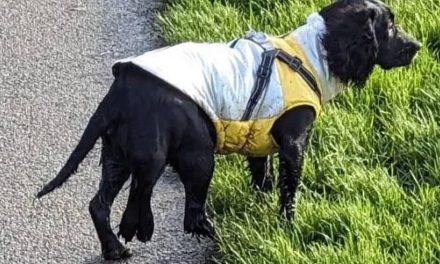 Six-legged Abandoned Dog Has Operation To Remove Extra Limbs