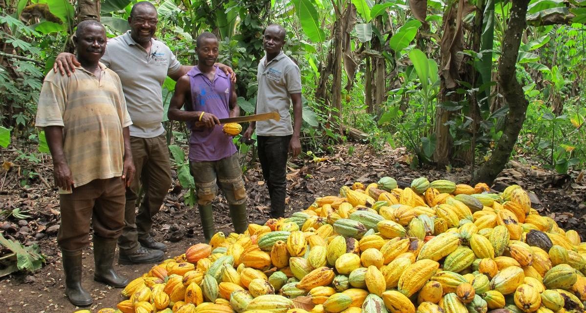 Cocoa Output For 2023/24 Season Drops By 40%, Driving Record – High Prices<span class="wtr-time-wrap after-title"><span class="wtr-time-number">2</span> min read</span>