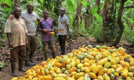 Cocoa Output For 2023/24 Season Drops By 40%, Driving Record – High Prices