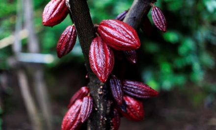 Ghana’s Cocobod taps $200m World Bank loan to rebuild disease-hit cocoa farms