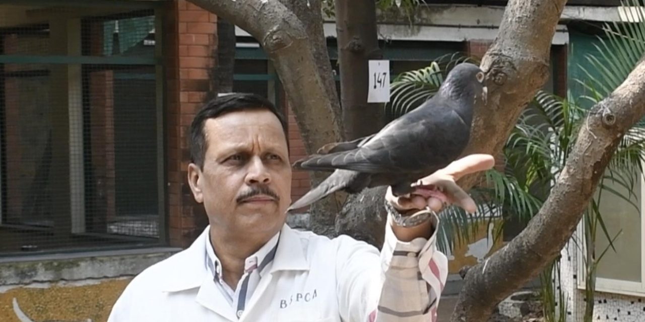 India Police Release Suspected Chinese Spy Pigeon From Jail After 8 Months<span class="wtr-time-wrap after-title"><span class="wtr-time-number">2</span> min read</span>