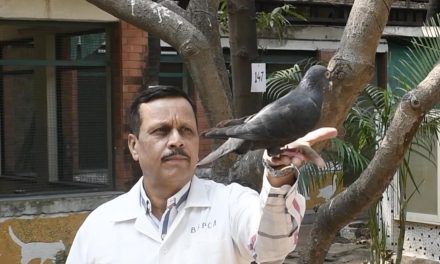 India Police Release Suspected Chinese Spy Pigeon From Jail After 8 Months