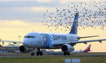 Bird accident cancels EgyptAir flight from Rwanda to Cairo