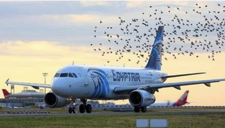 Bird accident cancels EgyptAir flight from Rwanda to Cairo<span class="wtr-time-wrap after-title"><span class="wtr-time-number">1</span> min read</span>