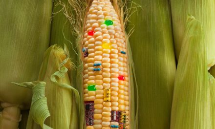National Biosafety Authority Warns Against Use of 14 Unapproved GMO Seeds
