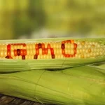 Biosafety Authority Confirms Safety Of Registered GMO Products