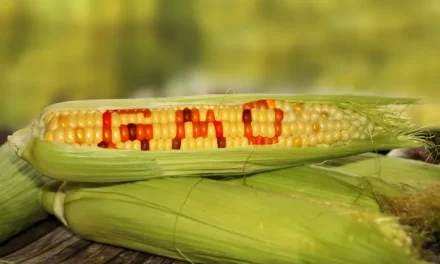 Biosafety Authority Confirms Safety Of Registered GMO Products