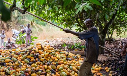 Gov’t increases cocoa price to GHC2,070 per bag