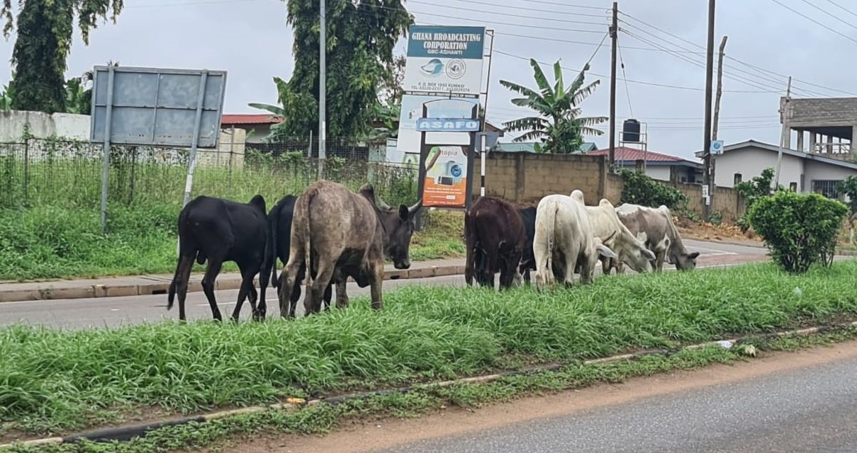 Ashanti Region’s Bold Move: Taskforce Launched to Eradicate Stray Cattle from Kumasi<span class="wtr-time-wrap after-title"><span class="wtr-time-number">1</span> min read</span>