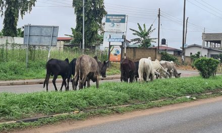 Ashanti Region’s Bold Move: Taskforce Launched to Eradicate Stray Cattle from Kumasi