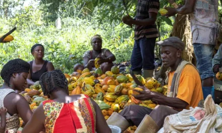 Illegal Miners Blamed for Ghana’s Dwindling Cocoa Production