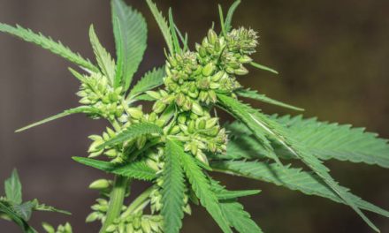 South Africa Legalises Cannabis Use