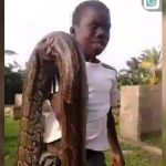 14-Year-Old Boy Heroically Subdues Enormous Python in Sugarcane Plantation