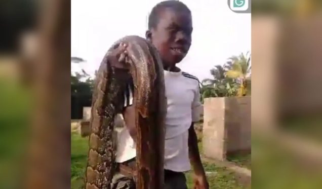14-Year-Old Boy Heroically Subdues Enormous Python in Sugarcane Plantation<span class="wtr-time-wrap after-title"><span class="wtr-time-number">1</span> min read</span>