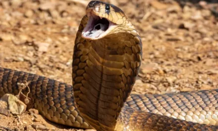 Man Bites Snake to Death in Act of Retaliation